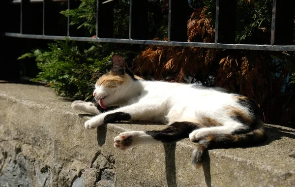 Un chat noir et blanc se trouve sur un escalier en pierre ancien avec un fond en pierre. Serious Pretty Cat dans la rue Old Town à Istanbul, Turquie. sans-abri mignon chat. — Photo