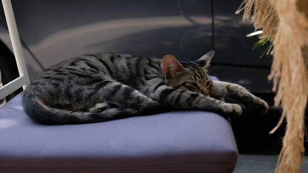Ссмучена кішка лежить і тягнеться на стільці вуличного кафе в Стамбулі, Туреччина. Безпритульний милий кіт. Вибіркове зосередження. — стокове фото