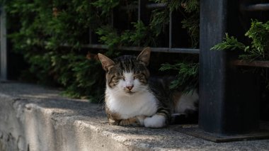 Çizgili bir kedi, taştan bir arka planla birlikte eski tarz bir taş merdiven üzerinde yatıyor. İstanbul 'un Eski Kenti' ndeki Ciddi Güzel Kedi. Evsiz Şirin Kedi.