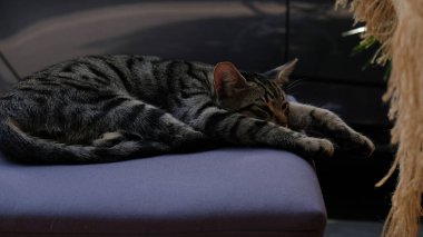 Türkiye 'nin İstanbul kentindeki bir sokak kafesinde çizgili bir kedi uzanıyor ve esniyor. Evsiz Şirin Kedi. Seçici odak.