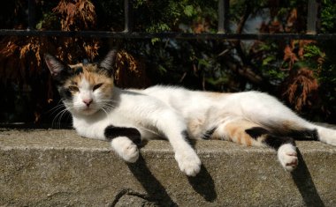 Siyah beyaz bir kedi, taş bir arka planla birlikte eski tarz taş bir merdivende yatıyor. İstanbul 'un Eski Kenti' ndeki Ciddi Güzel Kedi. Evsiz Şirin Kedi. 