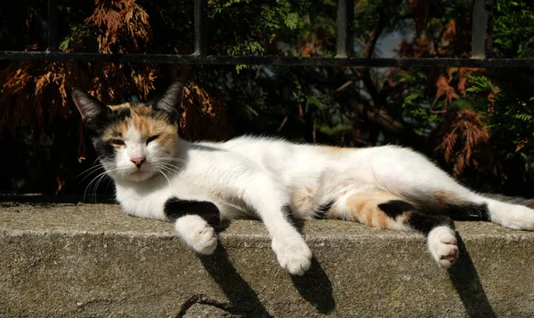 Чорно-білий кіт лежить на кам'яних сходах старого стилю разом з кам'яним фоном. Серйозний гарний кіт на вулиці Старого міста в Стамбулі, Туреччина. Безпритульний милий кіт. — стокове фото