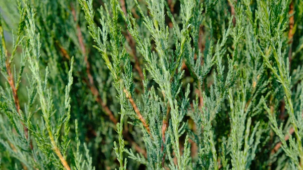 Juniper hedge texture as coniferous natural textured background. Green leaves of Rocky Juniper - Juniperus scopulorum, is coniferous tree. Botanical pattern for graphic design and wallpaper. — Stock Photo, Image