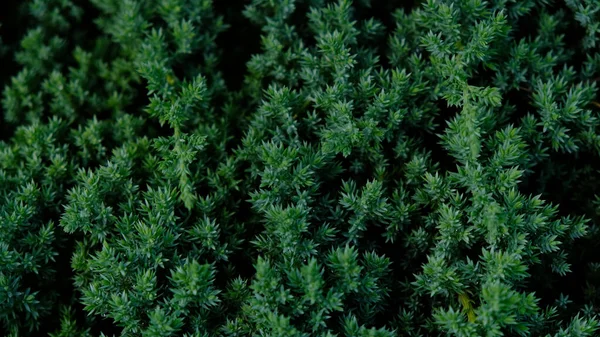 Anão jardim japonês zimbro rastejando - Juniperus horizontalis. Juniper hedge textura como fundo texturizado natural conífero. Padrão botânico para design gráfico e papel de parede. Close-up. — Fotografia de Stock
