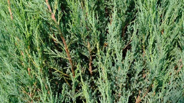 Juniper hedge textura como fundo texturizado natural conífero. Folhas verdes de Rocky Juniper - Juniperus scopulorum, é uma árvore conífera. Padrão botânico para design gráfico e papel de parede. — Fotografia de Stock