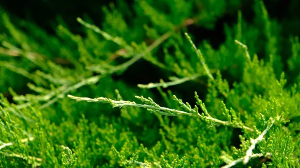 Belas folhas verdes frescas de Juniper Cossack - Juniperus sabina, é arbusto conífero. Padrão botânico para design gráfico e papel de parede. Fundo verde brilhante para pano de fundo, protetor de tela. — Fotografia de Stock