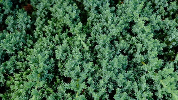 Dwarf Japanese garden juniper creeping - Juniperus horizontalis. Juniper hedge texture as coniferous natural textured background. Botanical pattern for graphic design and wallpaper. Close-up. — Stock Photo, Image