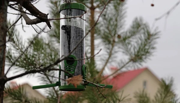 Green plastic bird feeder with sunflower seeds on a tree in the city park or autumn forest. Feed for wild birds in cold season. Cloudy autumn sky. Roof of house and Pine tree background.