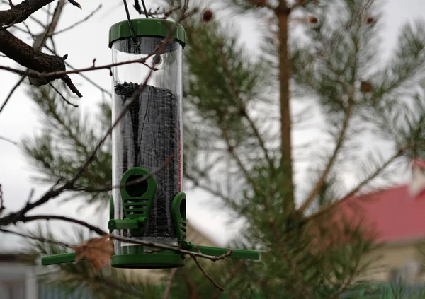 Green plastic bird feeder with sunflower seeds on a tree in the city park or autumn forest. Feed for wild birds in cold season. Cloudy autumn sky. Roof of house and Pine tree background.