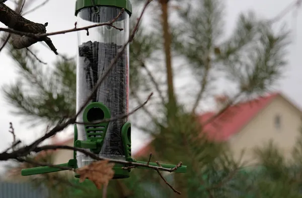 Green plastic bird feeder with sunflower seeds on a tree in the city park or autumn forest. Feed for wild birds in cold season. Cloudy autumn sky. Roof of house and Pine tree background.