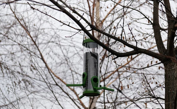Green plastic bird feeder with sunflower seeds on a tree in the city park or autumn forest. Feed for wild birds in cold season. Cloudy autumn sky. Birch branches without leaves background.
