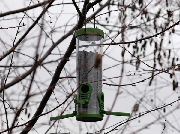 Alimentador de pássaros de plástico verde com sementes de girassol em uma árvore no parque da cidade ou floresta de outono. Alimentação para aves selvagens na estação fria. Céu de outono nublado. Vidoeiro ramos sem folhas fundo. — Fotografia de Stock