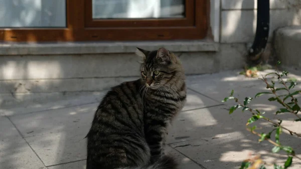 Cinza tabby gato fofo senta-se na rua. O gato olha para o lado. O focinho de um gato de mesa com olhos amarelo-verdes, um bigode branco longo, um nariz rosa e casaco brilhante. Conceito para clínica veterinária. — Fotografia de Stock