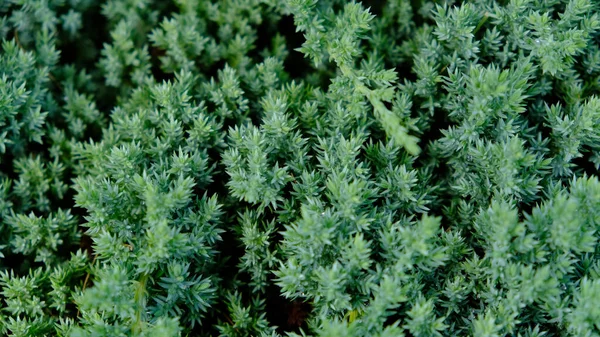 Anão jardim japonês zimbro rastejando - Juniperus horizontalis. Juniper hedge textura como fundo texturizado natural conífero. Padrão botânico para design gráfico e papel de parede. Close-up. — Fotografia de Stock