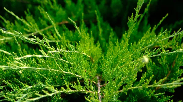 Schöne frische grüne Blätter des Wacholder-Kosaken - Juniperus sabina, ist ein Nadelstrauch. Botanisches Muster für Grafikdesign und Tapeten. Leuchtend grüner Hintergrund für Hintergrund, Bildschirmschoner. — Stockfoto