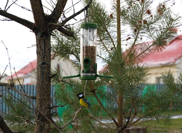 Groene plastic vogelvoeder met zaden aan een boom in het stadspark of herfstbos. Voeding voor wilde vogels in het koude seizoen. Titmouse op een tak. Huis met een rood dak en pijnboom achtergrond. — Stockfoto