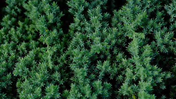 Anão jardim japonês zimbro rastejando - Juniperus horizontalis. Juniper hedge textura como fundo texturizado natural conífero. Padrão botânico para design gráfico e papel de parede. Close-up. — Fotografia de Stock