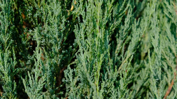 Ginepro siepi texture come sfondo naturale texture di conifere. Le foglie verdi di Ginepro Roccioso - Juniperus scopulorum, sono l'albero di conifere. Modello botanico per la progettazione grafica e carta da parati. — Foto Stock