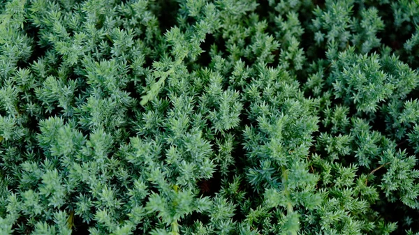 Anão jardim japonês zimbro rastejando - Juniperus horizontalis. Juniper hedge textura como fundo texturizado natural conífero. Padrão botânico para design gráfico e papel de parede. Close-up. — Fotografia de Stock