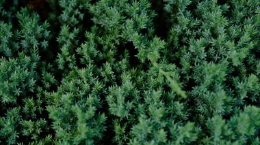 Cüce Japon bahçe ardıcı Juniperus yatay olarak sürünüyor. Kozalaklı doğal arka plan olarak ardıç çiti dokusu. Grafik tasarımı ve duvar kağıdı için botanik desen. Yakın plan..