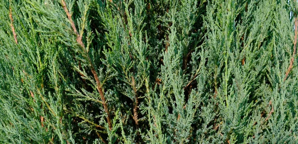 Juniper hedge textura como fundo texturizado natural conífero. Folhas verdes de Rocky Juniper - Juniperus scopulorum, é uma árvore conífera. Padrão botânico para design gráfico e papel de parede. — Fotografia de Stock