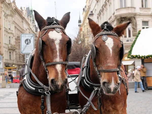 Dos caballos marrones se aprovechan de un carro para conducir turistas en Praga Plaza de la Ciudad Vieja. Mercado de Navidad en Praga, República Checa. Imagen de archivo