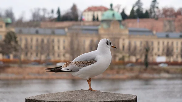 Nice white seagull sitting on on the railing on the embankment the Vltava river in Prague, Czech Republic. Blurry buildings in the background. — Stock Photo, Image