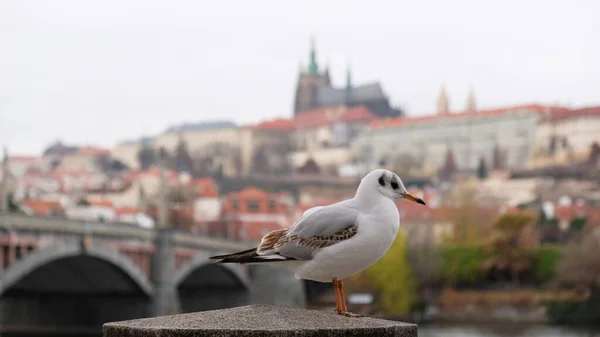 Mukava valkoinen lokki istuu kaiteella rantakadulla Vltava joen Prahassa, Tsekin tasavallassa. Kuuluisia nähtävyyksiä Prahan linna ja St. Vitus katedraali hämärtynyt tausta. — kuvapankkivalokuva