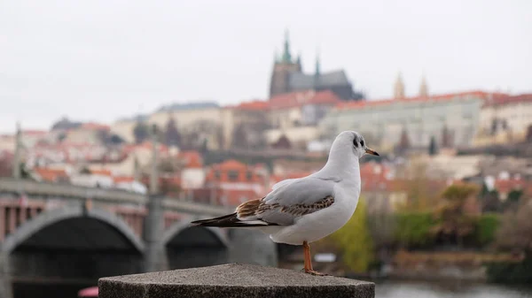 Jolie mouette blanche assise sur la rampe sur le remblai de la rivière Vltava à Prague, République tchèque. Attractions touristiques célèbres du château de Prague et de la cathédrale Saint-Vitus sur fond flou. — Photo