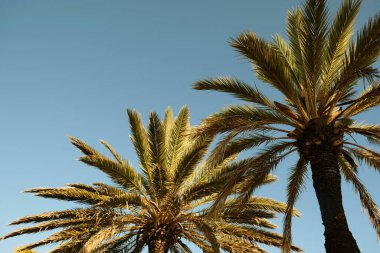 Hurma ağacının yeşil yapraklarına ve mavi gökyüzüne yakın plan. Tatil sınır çerçevesi kavramı. Tropik ada tatili arka planı. Turist seyahat afişi tasarım şablonu, metin için kopyalama alanı.