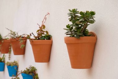 Beyaz duvarda, açık havada, kil kahverengi çömleklerde sera bitkileri. Malaga, Endülüs, İspanya 'da mavi kaplarda çiçeklerle süslenmiş tipik bir ev cephesi. Crassula Ovata