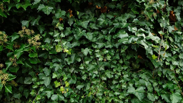 Feuilles de lierre vert sur le mur. Fond texturé des feuilles. Texture murale végétale verte pour la conception de toile de fond et éco mur et die-cut pour les œuvres d'art. Beaucoup de feuilles. — Photo