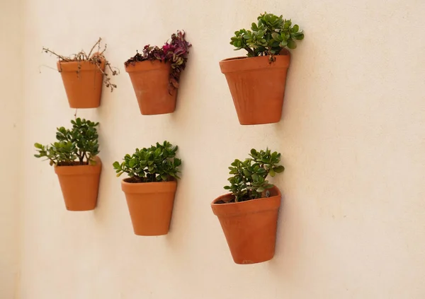 Green House plants in clay brown pots on the white wall, outdoor. Typical decorated facade of a house with flowers in blue pots in the province of Malaga, Andalusia, Spain. Crassula Ovata — Stock Photo, Image