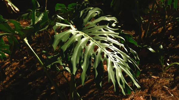 몬 스타라 (Monstera) 식물의 녹색 잎은 활엽수 정글, 열 대 우림 식물은 상록수 덩굴 나무에서 자란다. 열 대밀림의 잎 무늬의 배경. — 스톡 사진