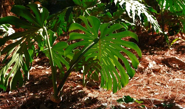 Las hojas verdes de la planta Monstera crece en la selva arbórea trepadora salvaje, las plantas de la selva tropical las vides siempre verdes los arbustos. Tropical selva follaje patrón concepto fondo. — Foto de Stock