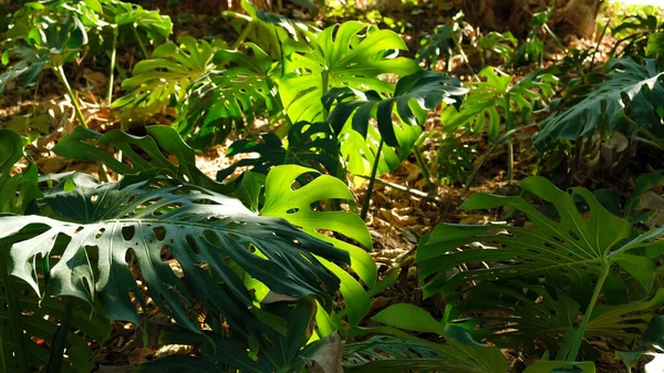 Las hojas verdes de la planta Monstera crece en la selva arbórea trepadora salvaje, las plantas de la selva tropical las vides siempre verdes los arbustos. Tropical selva follaje patrón concepto fondo. — Foto de Stock