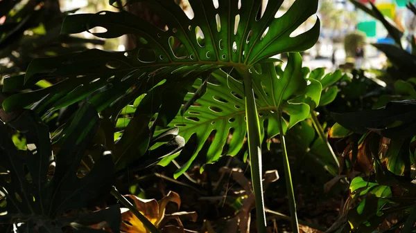 Grüne Blätter der Pflanze Monstera wachsen in wild kletterndem Baumdschungel, Regenwälder pflanzen immergrüne Weinstöcke. Tropischer Dschungel Laub Muster Konzept Hintergrund. — Stockfoto