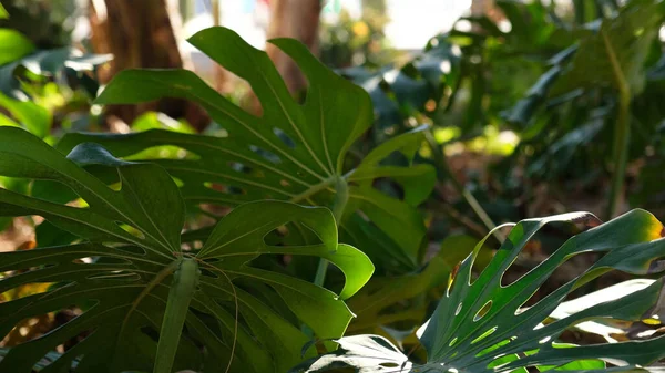 Las hojas verdes de la planta Monstera crece en la selva arbórea trepadora salvaje, las plantas de la selva tropical las vides siempre verdes los arbustos. Tropical selva follaje patrón concepto fondo. — Foto de Stock