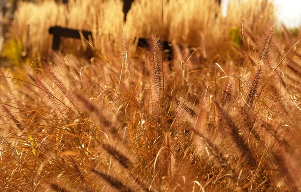 Soffici spighe dorate di erba secca, piante di cereali ondeggiano nel vento. Sfondo naturale astratto. Modello con colori neutri e naturali. Minimale, elegante, concetto di tendenza. Focus selettivo. — Foto Stock