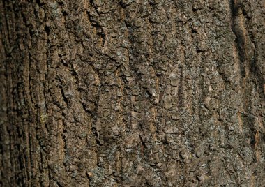 Ağaç kabuğu deseni, kahverengi doğal arkaplan. Ağaç gövdesinin ahşap desenli arka planı.