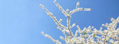 Fotokopi alanı olan bahar pankartı. İlkbaharın başlarında açan kiraz eriği ağacından bir dal. İnanılmaz doğal bahar bayrağı ya da tebrik kartı, kartpostal, poster.