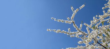 Fotokopi alanı olan bahar pankartı. İlkbaharın başlarında açan kiraz eriği ağacından bir dal. İnanılmaz doğal bahar bayrağı ya da tebrik kartı, kartpostal, poster.