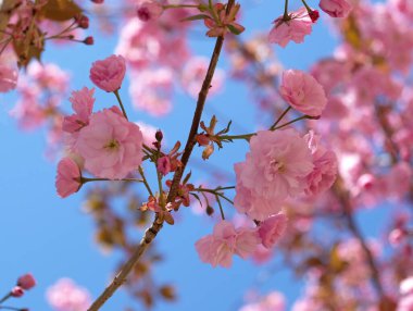 Bahar Çiçekleri Bayrağı. Baharın başlarında Sakura ağacının açan pembe çiçekleri. İnanılmaz doğal bahar bayrağı ya da tebrik kartı, kartpostal, poster.