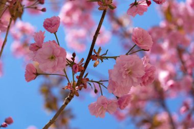 Bahar Çiçekleri Bayrağı. Baharın başlarında Sakura ağacının açan pembe çiçekleri. İnanılmaz doğal bahar bayrağı ya da tebrik kartı, kartpostal, poster.