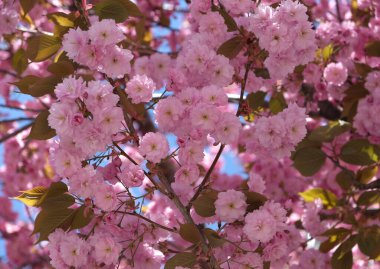 Bahar Çiçekleri Bayrağı. Baharın başlarında Sakura ağacının açan pembe çiçekleri. İnanılmaz doğal bahar bayrağı ya da tebrik kartı, kartpostal, poster.