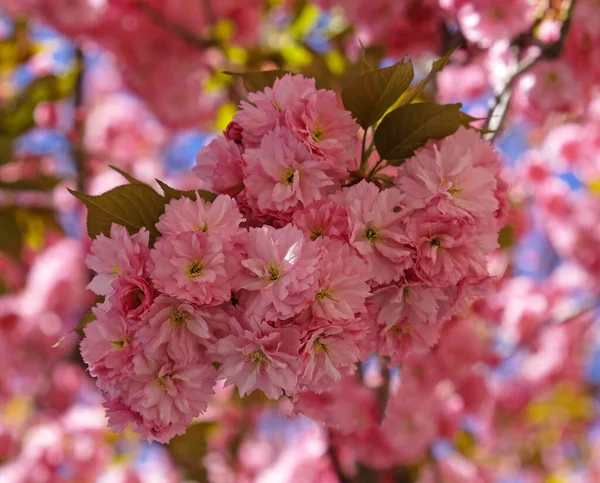 Spring Flowers Banner. Branch of blooming pink flowers of Sakura tree in early spring. Amazing natural floral spring banner or greeting card, postcard, poster. — Stock Photo, Image