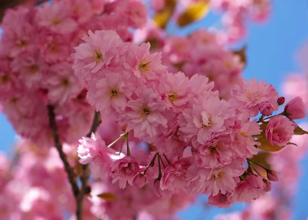 Spring Flowers Banner. Branch of blooming pink flowers of Sakura tree in early spring. Amazing natural floral spring banner or greeting card, postcard, poster. — Stock Photo, Image