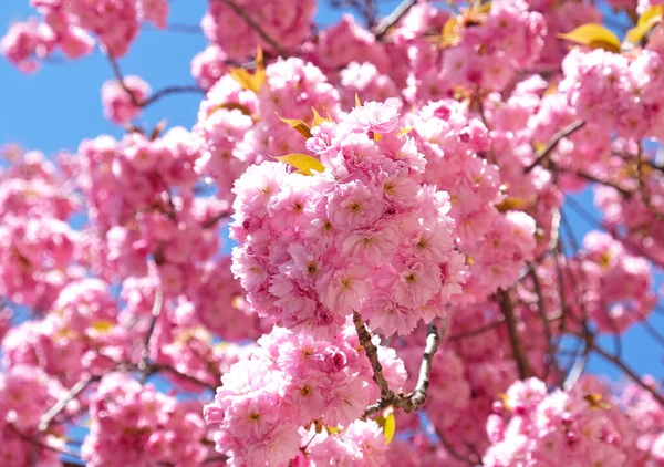 Flori de primăvară Banner. Ramură de flori roz înfloritoare de copac Sakura la începutul primăverii. Uimitor banner natural floral de primăvară sau felicitare, carte poștală, poster. — Fotografie, imagine de stoc