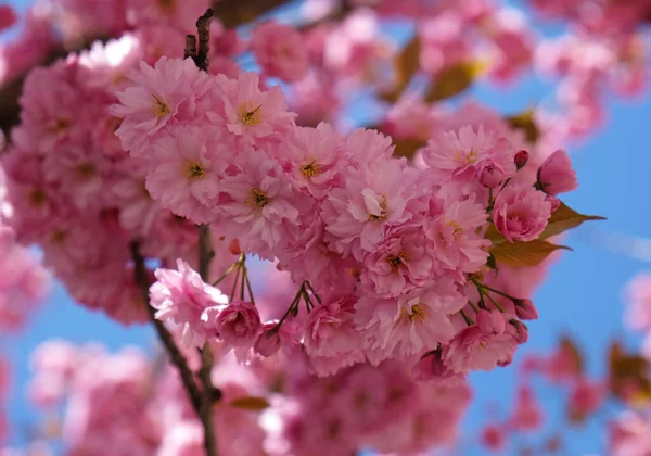 Spring Flowers Banner. Branch of blooming pink flowers of Sakura tree in early spring. Amazing natural floral spring banner or greeting card, postcard, poster.