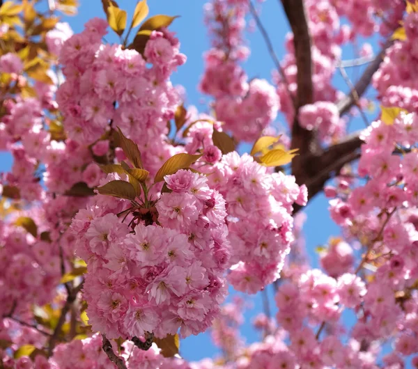 Spring Flowers Banner Branch Blooming Pink Flowers Sakura Tree Early — Stock Photo, Image